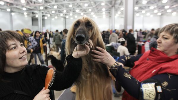 یک چینی برای مراقبت از موهای سگش 39000 دلار هزینه کرد - اسپوتنیک ایران  