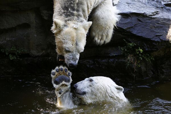 خرس های قطبی در حال بازی در باغ وحش برلین - اسپوتنیک ایران  