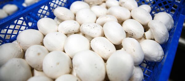 شناسایی قارچ سمی عامل مسمومیت در ایران شناسایی قارچ سمی عامل مسمومیت در ایران - اسپوتنیک ایران