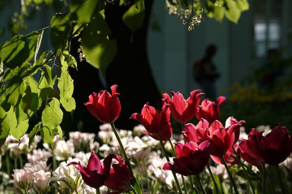 فستیوال گل های لاله در سن پترزبورگ - اسپوتنیک ایران  