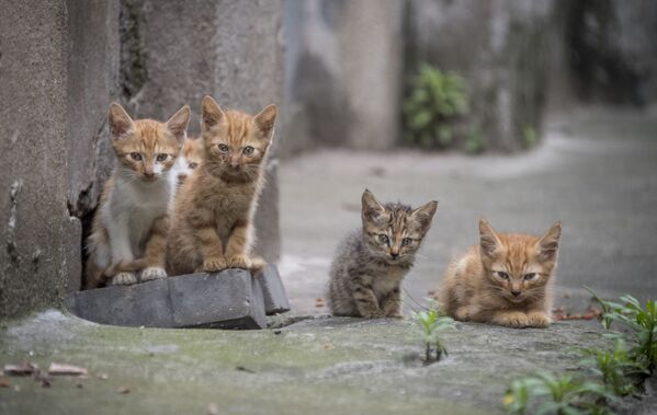 پنج گربه چینی - اسپوتنیک ایران  
