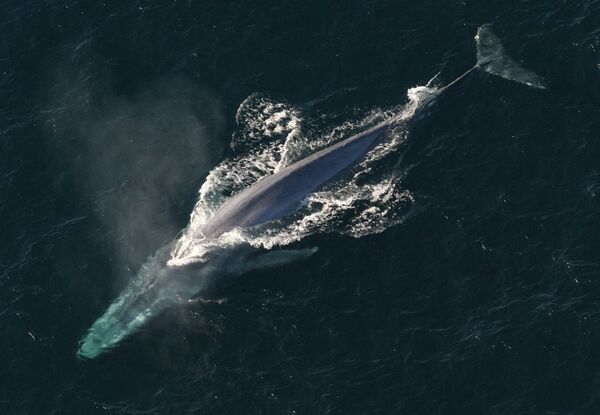 نهنگ آبی - اسپوتنیک ایران  