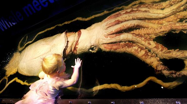دختر سه ساله نزدیک ماهی مرکب عظیم الجثه در نمایشگاه آبزیان - اسپوتنیک ایران  