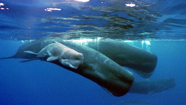 بچه نهنگ همراه مادرش - اسپوتنیک ایران  