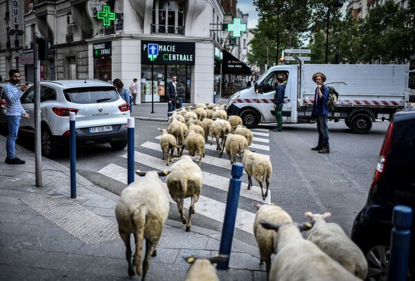 مزرعه دار با گله گوسفندان در حومه پاریس - اسپوتنیک ایران  