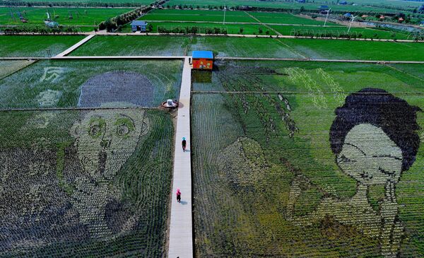 نقش و نگار در مزارع برنج چین - اسپوتنیک ایران  
