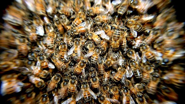 انقراض زنبور عسل - اسپوتنیک ایران  