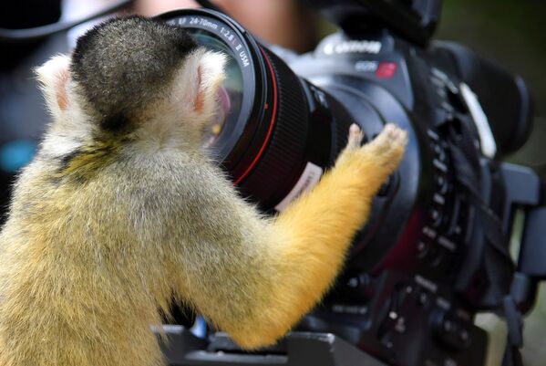 میمون در حال نگاه کردن به لنز دوربین در باغ وحش لندن - اسپوتنیک ایران  