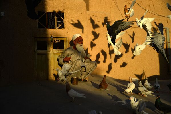 عبدل غنی ۷۰ ساله مشغول غذا دادن به پرنده ها روی سقف خانه اش در افغانستان - اسپوتنیک ایران  