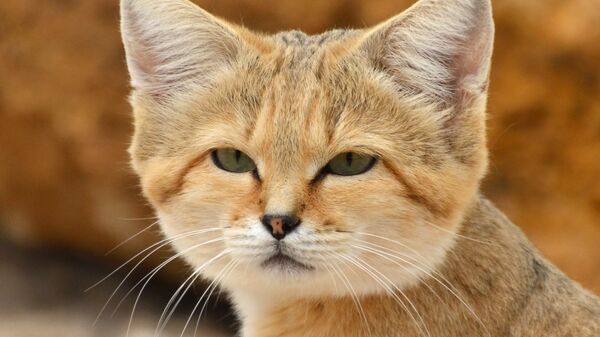 
کشف گربه 12 کیلوگرمی در فیلادلفیا + عکس 
 - اسپوتنیک ایران  