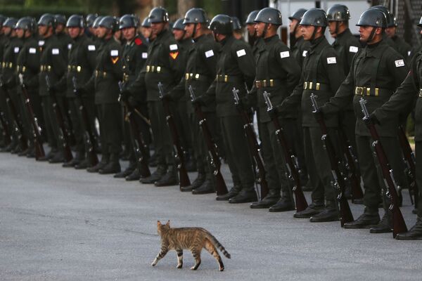 عبور گربه وحشی از مقابل سربازان در هنگام ورود رجب طیب اردوغان به پایتخت جمهوری ترکیه قبرس شمالی - اسپوتنیک ایران  