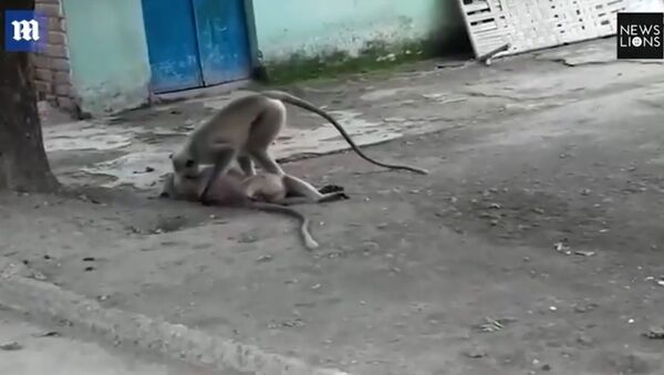 Heartbreaking video shows monkey performing CPR on dead friend - اسپوتنیک ایران  