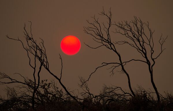 خورشید در آسمان جنگل سوخته در زمان آتش سوزی جنگلی در کالیفرنیا - اسپوتنیک ایران  