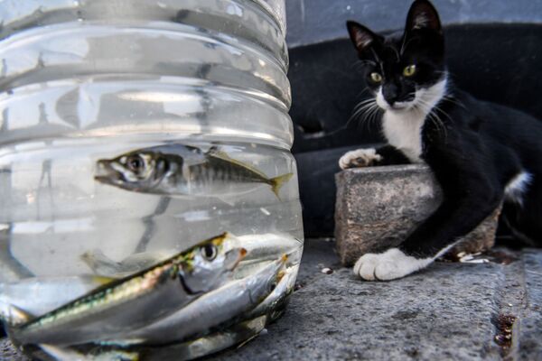 گربه در حال تماشای ماهی ها در ترکیه - اسپوتنیک ایران  