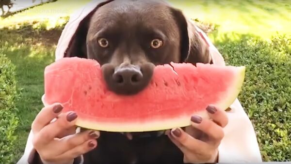   Dogs Eating Watermelon Is The Latest Internet Trend - اسپوتنیک ایران  