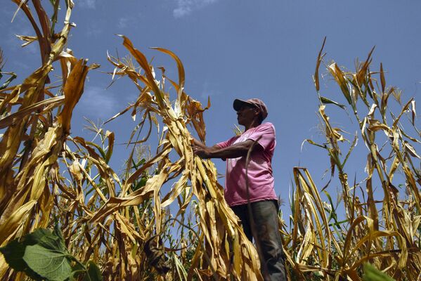 کشاورز که محصولش بر اثر خشکسالی از بین رفته است در شهر اوسولوتان سالوادور - اسپوتنیک ایران  