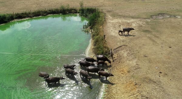 حیوانات از آب به سمت زمین خشک شده می روند، هلند - اسپوتنیک ایران  
