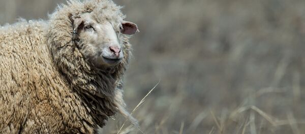 چرا ایرانی ها به گوشت گوسفند حلال روسیه علاقمند هستند؟ - قسمت دوم چرا ایرانی ها به گوشت گوسفند حلال روسیه علاقمند هستند؟ - قسمت دوم - اسپوتنیک ایران