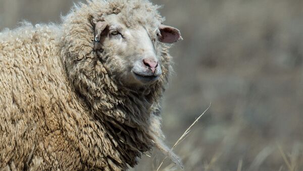 گوسفند - اسپوتنیک ایران  