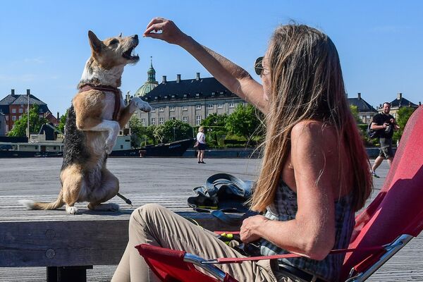 یک دختر سگی را در کنار ساحلی در کپنهاگ، دانمارک غدا می دهد - اسپوتنیک ایران  