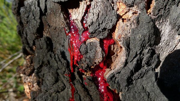 خون قرمز درخت - اسپوتنیک ایران  