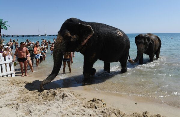 فیل های هندی در حال آب بازی در یوپاتوریا - اسپوتنیک ایران  