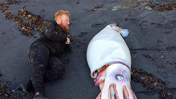 ماهی مرکب غول پیکر - اسپوتنیک ایران  