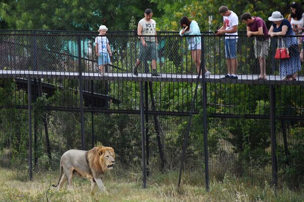 Посетители наблюдают за львом в крымском сафари-парке Тайган - اسپوتنیک ایران  