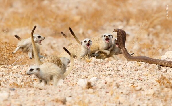 عکس The meerkat  عکاس افریقای جنوبی Tertius A Gous - اسپوتنیک ایران  