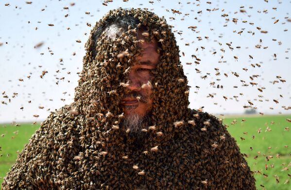 مردی پوشیده از زنبور – عربستان سعودی - اسپوتنیک ایران  