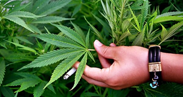 ماری جوانا در یک کشور دیگر قانونی شد ماری جوانا در یک کشور دیگر قانونی شد - اسپوتنیک ایران