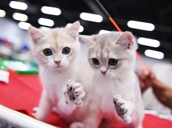 بچه گربه ها نژاد بریتانیایی در نمایشگاه بین المللی « زویزدا ۲۰۱۸» در مسکو - اسپوتنیک ایران  
