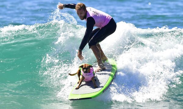 مسابقات Surf City Surf Dog – کالیفرنیا، امریکا - اسپوتنیک ایران  