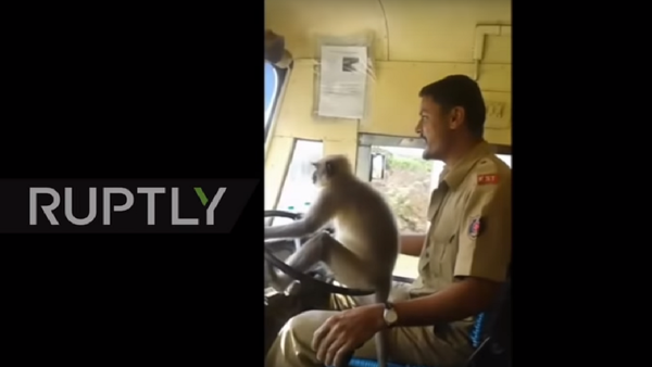 رانندگی حرفه ای اتوبوس توسط میمون هندی - اسپوتنیک ایران  