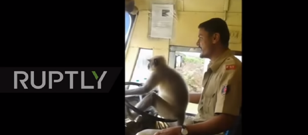 رانندگی حرفه ای اتوبوس توسط میمون هندی رانندگی حرفه ای اتوبوس توسط میمون هندی - اسپوتنیک ایران