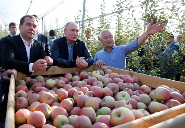 ولادیمیر پوتین، رئیس جمهور روسیه و دیمیتری مدودف، نخست وزیر روسیه هنگام بازدید از باغ سیب - استاوراپول - اسپوتنیک ایران  