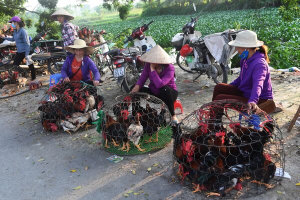 جشن ویژه زنان ویتنام -زن ویتنامی در حال فروش مرغ - اسپوتنیک ایران  
