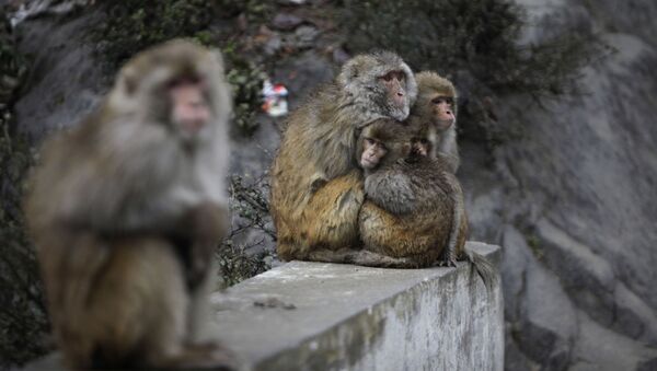 کشتن پیرمرد هندی توسط میمون های حفاظت شده - اسپوتنیک ایران  