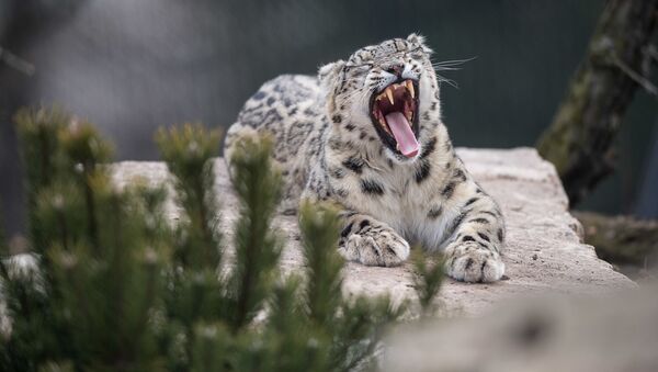 یوزپلنگ برفی در باغ وحش آلمان - اسپوتنیک ایران  