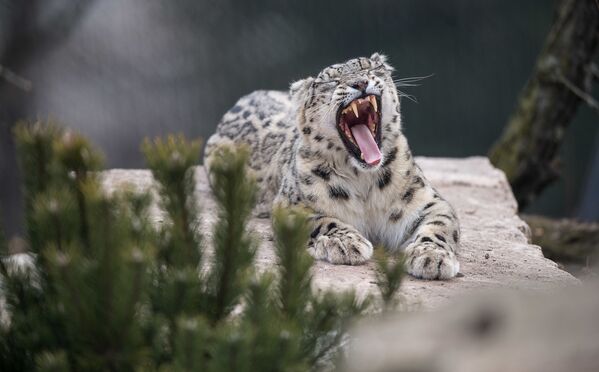یوزپلنگ برفی در باغ وحش آلمان - اسپوتنیک ایران  
