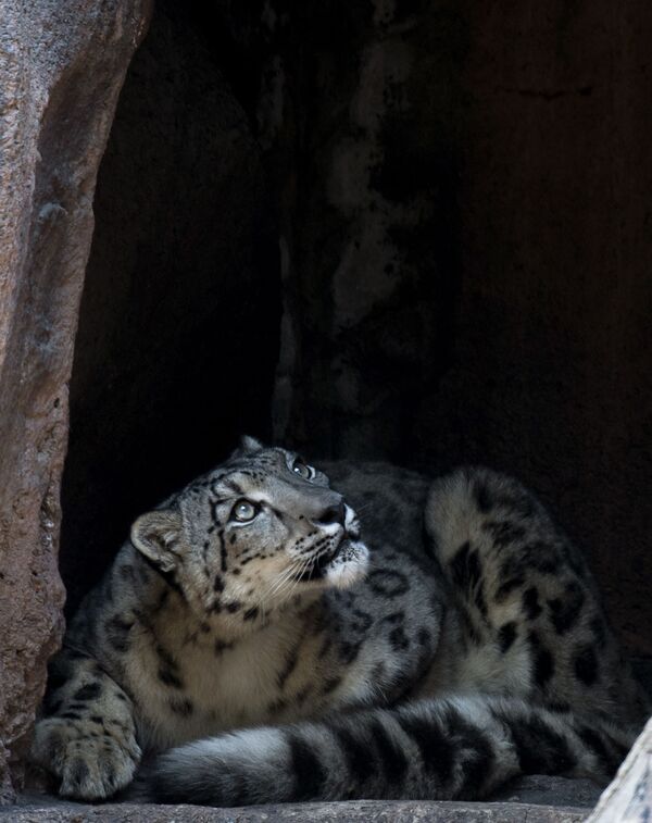 یوزپلنگ برفی در باغ وحش مکزیک - اسپوتنیک ایران  