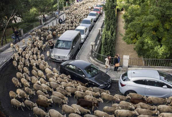 مهاجرت سالانه گوسفند ها در مادرید - اسپوتنیک ایران  