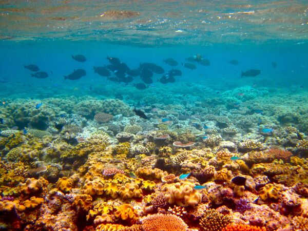 دیوار بزرگ مرجانی در استرالیا - اسپوتنیک ایران  