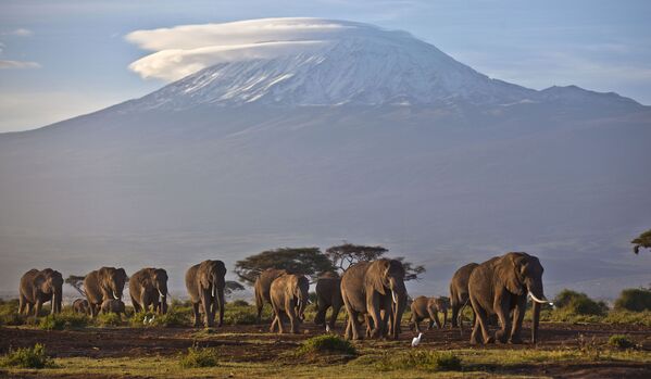 کاروان فیل ها در کنار کوه کلیمانجارو، کنیا - اسپوتنیک ایران  