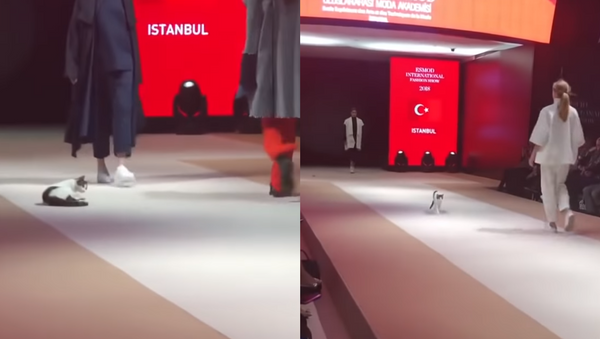 گربه ای که وارد هفته مد استامبول شد + ویدئو - اسپوتنیک ایران  