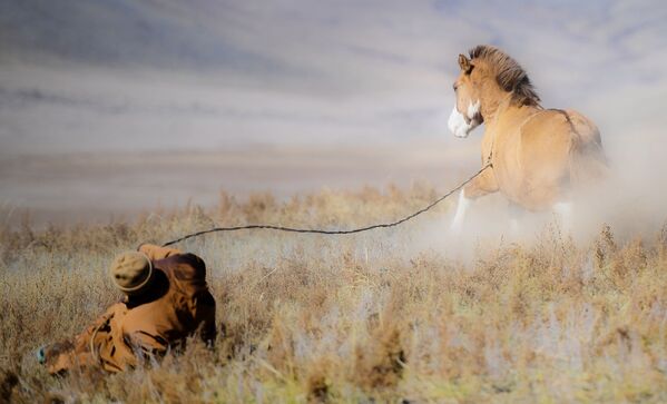 چوپان مغولی با اسب - اسپوتنیک ایران  