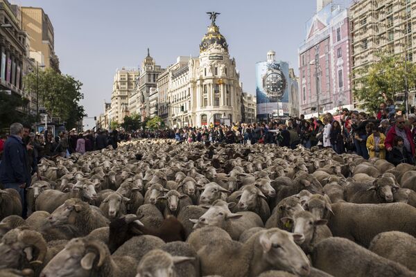هزاران گوسفند در خیابان های پایتخت اسپانیا - اسپوتنیک ایران  