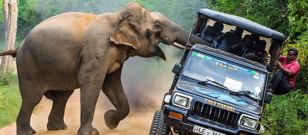 عکس ساوی سرگیا به نام «جنگل من» برنده کنکور حیات وحش « لاک پشت طلایی-2018» عکس ساوی سرگیا به نام «جنگل من» برنده کنکور حیات وحش « لاک پشت طلایی-2018» - اسپوتنیک ایران