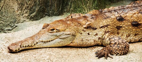 خاکسپاری 500 نفری کروکودیل 130 ساله خاکسپاری 500 نفری کروکودیل 130 ساله - اسپوتنیک ایران