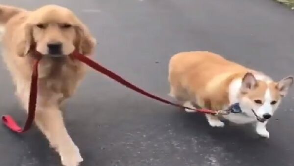 سگی که سگ دیگر را به گردش می برد + ویدئو - اسپوتنیک ایران  